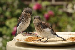 Wachsames jugendliches Bluebirs stockfoto Wachsames jugendliches Bluebirs stockfoto
