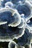Wachsender essbarer Pilz der Herbstnatur nicht auf Baum lizenzfreies stockbild Wachsender essbarer Pilz der Herbstnatur nicht auf Baum lizenzfreies stockbild