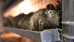 Wachteln in den Käfigen an der Geflügelfarm stock video footage Wachteln in den Käfigen an der Geflügelfarm stock video footage