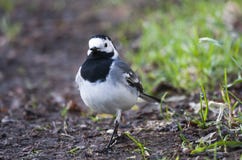  wagtail foto de stock