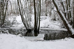 Wald im Winter lizenzfreies stockfoto Wald im Winter lizenzfreies stockfoto