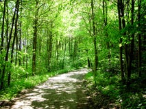 Waldweg