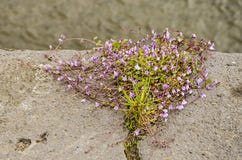 Walflower sur un mur de quai photo stock Walflower sur un mur de quai photo stock