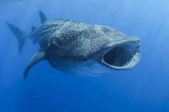 Walhai mit dem offenen Mund, der auf Tuna Eggs einzieht Lizenzfreie Stockfotos Walhai mit dem offenen Mund, der auf Tuna Eggs einzieht Lizenzfreie Stockfotos