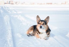Waliser-Corgi Pembrokehund draußen im Winter Winterporträt des netten Corgi lizenzfreie stockbilder Waliser-Corgi Pembrokehund draußen im Winter Winterporträt des netten Corgi lizenzfreie stockbilder