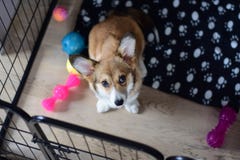 Waliser-Corgiwelpe des viermonatigen Babys in einer Kiste während eines Kistentrainings lizenzfreies stockfoto Waliser-Corgiwelpe des viermonatigen Babys in einer Kiste während eines Kistentrainings lizenzfreies stockfoto