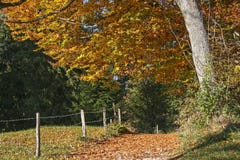 Walk In Autumn Royalty Free Stock Photos Walk In Autumn Royalty Free Stock Photos