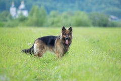 Walking German shepherd dog long-haired outdoor portrait stock images Walking German shepherd dog long-haired outdoor portrait stock images