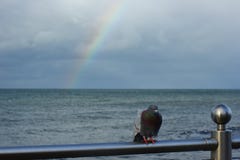 Alone frozen dove on the sea railing royalty free stock photos Alone frozen dove on the sea railing royalty free stock photos