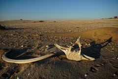 Walknochen, die auf Sand liegen lizenzfreie stockbilder Walknochen, die auf Sand liegen lizenzfreie stockbilder
