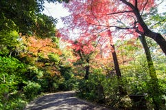 Walkway In Japanese Garden, Tokyo, Japan Stock Image