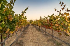Walkway pathway at vineyards stock photos Walkway pathway at vineyards stock photos