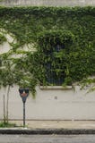 Wall with window covered with vines