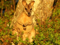 wallaby στοκ εικόνες wallaby στοκ εικόνες