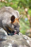 Wallaby with tongue sticking out licking on the rock probably looking for algae as food