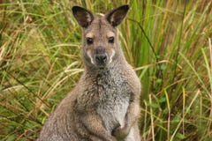 Wallaby étranglé rouge photographie stock Wallaby étranglé rouge photographie stock