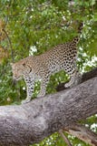 Wallpaper online - leopard coming down from tree, Botswana royalty free stock photos Wallpaper online - leopard coming down from tree, Botswana royalty free stock photos