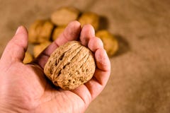 Walnut in a male hand above the sackcloth royalty free stock photo Walnut in a male hand above the sackcloth royalty free stock photo