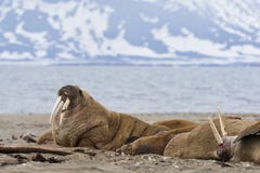 Walrus, Odobenus-rosmarus stock foto Walrus, Odobenus-rosmarus stock foto