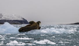 Walrussen op Ijs stock afbeelding Walrussen op Ijs stock afbeelding