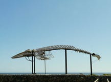 Walvis sketeton in Salinas del Carmen stock foto's Walvis sketeton in Salinas del Carmen stock foto's