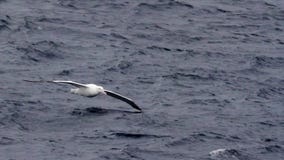 Wandering Albatross fishing in the ocean