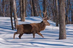 Wapiti marchant le bois en hiver photos libres de droits Wapiti marchant le bois en hiver photos libres de droits