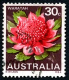 Waratah australijczyka opłata pocztowa obraz stock Waratah australijczyka opłata pocztowa obraz stock