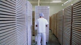 WARSZAWA POLSKA, LIPIEC, - 25, 2018: Pracownika fabrycznego dosunięcia fura z cukierkami w składowym pokoju zbiory wideo WARSZAWA POLSKA, LIPIEC, - 25, 2018: Pracownika fabrycznego dosunięcia fura z cukierkami w składowym pokoju zbiory wideo