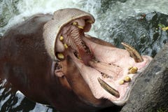 WarteZoo des hungrigen Flusspferds lizenzfreies stockfoto WarteZoo des hungrigen Flusspferds lizenzfreies stockfoto
