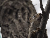 Wary Northern Red squirrel watching from above royalty free stock photo Wary Northern Red squirrel watching from above royalty free stock photo