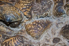 Shells pu in concrete stock image Shells pu in concrete stock image