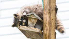 Wasbeer & x28; Procyon lotor& x29; voor een vogelvoeder, oostelijk Ontario Het gemaskeerde zoogdier zoekt en vindt een gemakkelij stock foto Wasbeer & x28; Procyon lotor& x29; voor een vogelvoeder, oostelijk Ontario Het gemaskeerde zoogdier zoekt en vindt een gemakkelij stock foto