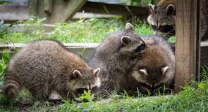 Wasberen & x28; Procyon lotor& x28; s& x29; in het hout bij een voeder royalty-vrije stock fotografie Wasberen & x28; Procyon lotor& x28; s& x29; in het hout bij een voeder royalty-vrije stock fotografie