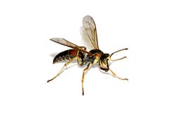 Wasp Stock Image