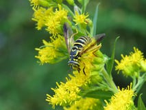 wasp arkivfoto wasp arkivfoto