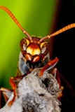 wasp arkivbild wasp arkivbild