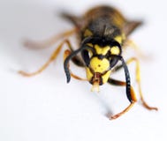 Wasp Royalty Free Stock Images