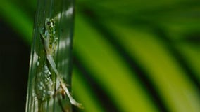 A wasp attacking and eating tadpoles of glass frog, glass frog`s eggs royalty free stock photos A wasp attacking and eating tadpoles of glass frog, glass frog`s eggs royalty free stock photos