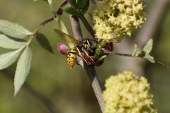 Wasp i en blommande fläderbär arkivfoto Wasp i en blommande fläderbär arkivfoto