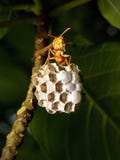 Wasp In The Nest Royalty Free Stock Photos