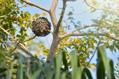 Wasps Nest Royalty Free Stock Photography Wasps Nest Royalty Free Stock Photography