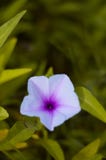 Wasser-Spinatsblume lizenzfreie stockfotografie Wasser-Spinatsblume lizenzfreie stockfotografie