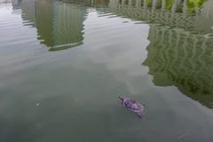 Wasserschildkröte im Burggraben, der den Tokyo-Kaiserpalast, mit Reflexion der umgebenden Wolkenkratzer, Japan umgibt stockfoto Wasserschildkröte im Burggraben, der den Tokyo-Kaiserpalast, mit Reflexion der umgebenden Wolkenkratzer, Japan umgibt stockfoto