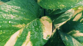 Wassertropfen auf einem laef stockbild Wassertropfen auf einem laef stockbild