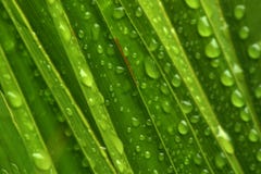 Wassertröpfchen auf Grün