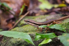 Wat Skink stock foto Wat Skink stock foto