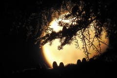 Cedar Cones Silhouetted against the Moon royalty free stock photography Cedar Cones Silhouetted against the Moon royalty free stock photography
