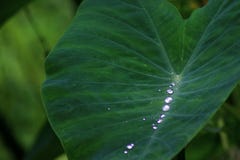 The water above the leaves is shining like a pearl stock photos The water above the leaves is shining like a pearl stock photos