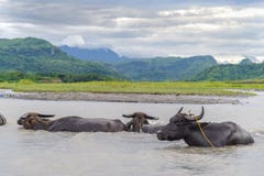 Water buffalo carabao at the river Royalty Free Stock Photos Water buffalo carabao at the river Royalty Free Stock Photos